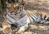 Tiger at K.Gudi Wilderness Camp
